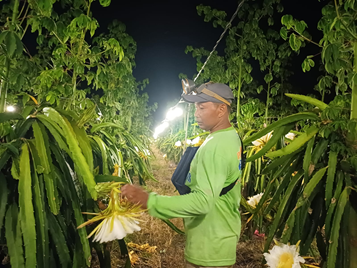 ngentot mutakhir pentil Si Naga, Penemuan Petani Banyuwangi Sorong Produksi Buah Naga Sepanjang Tahun