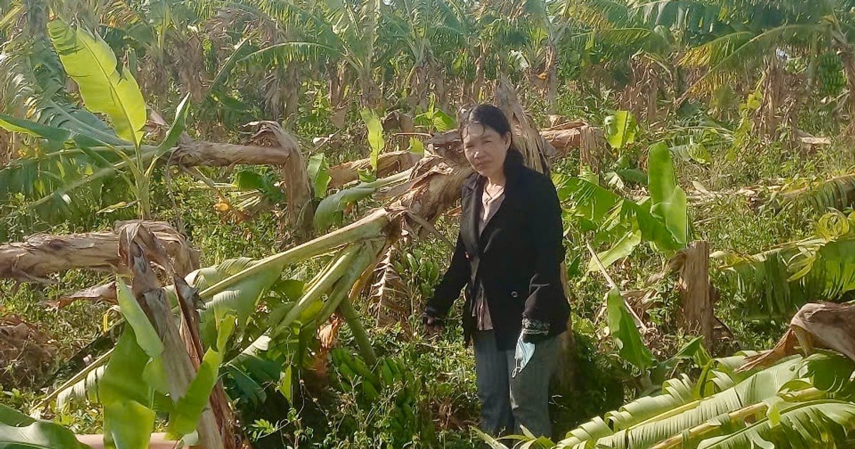 ngentot mutakhir semilir pentil beliung menyebabkan kerugian extra dari 400 juta VND di komune Ham Kiem.