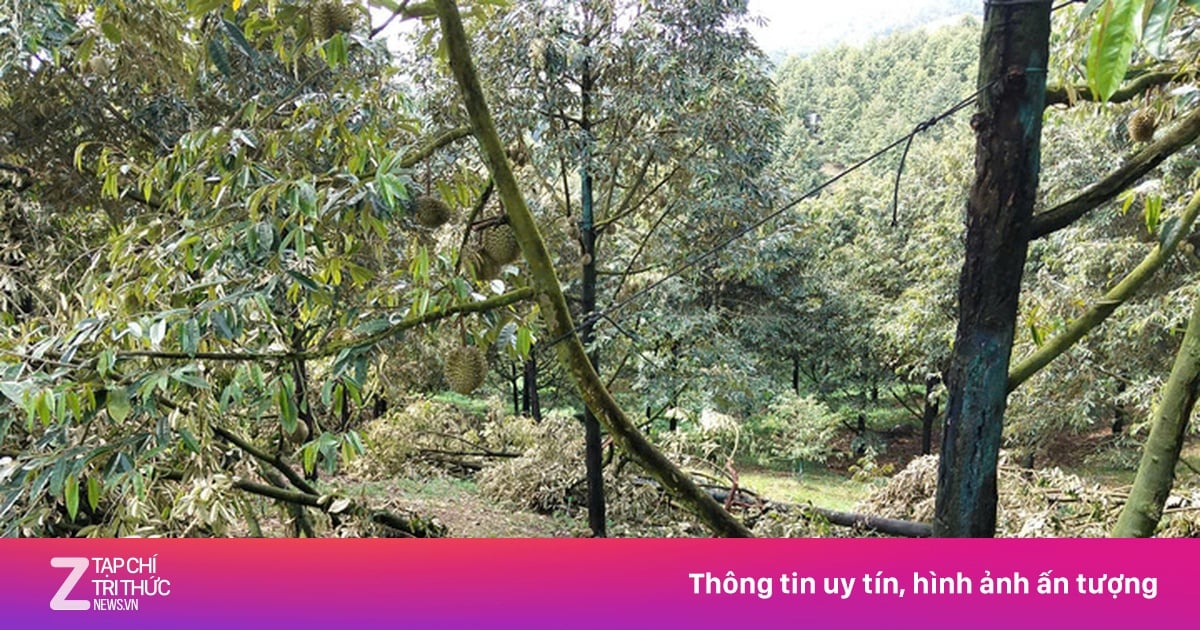 ngentot mutakhir hembusan pentil beliung ‘meniup’ kelebihan dari 50 ton durian Nan akan dipanen di Lam Dong.