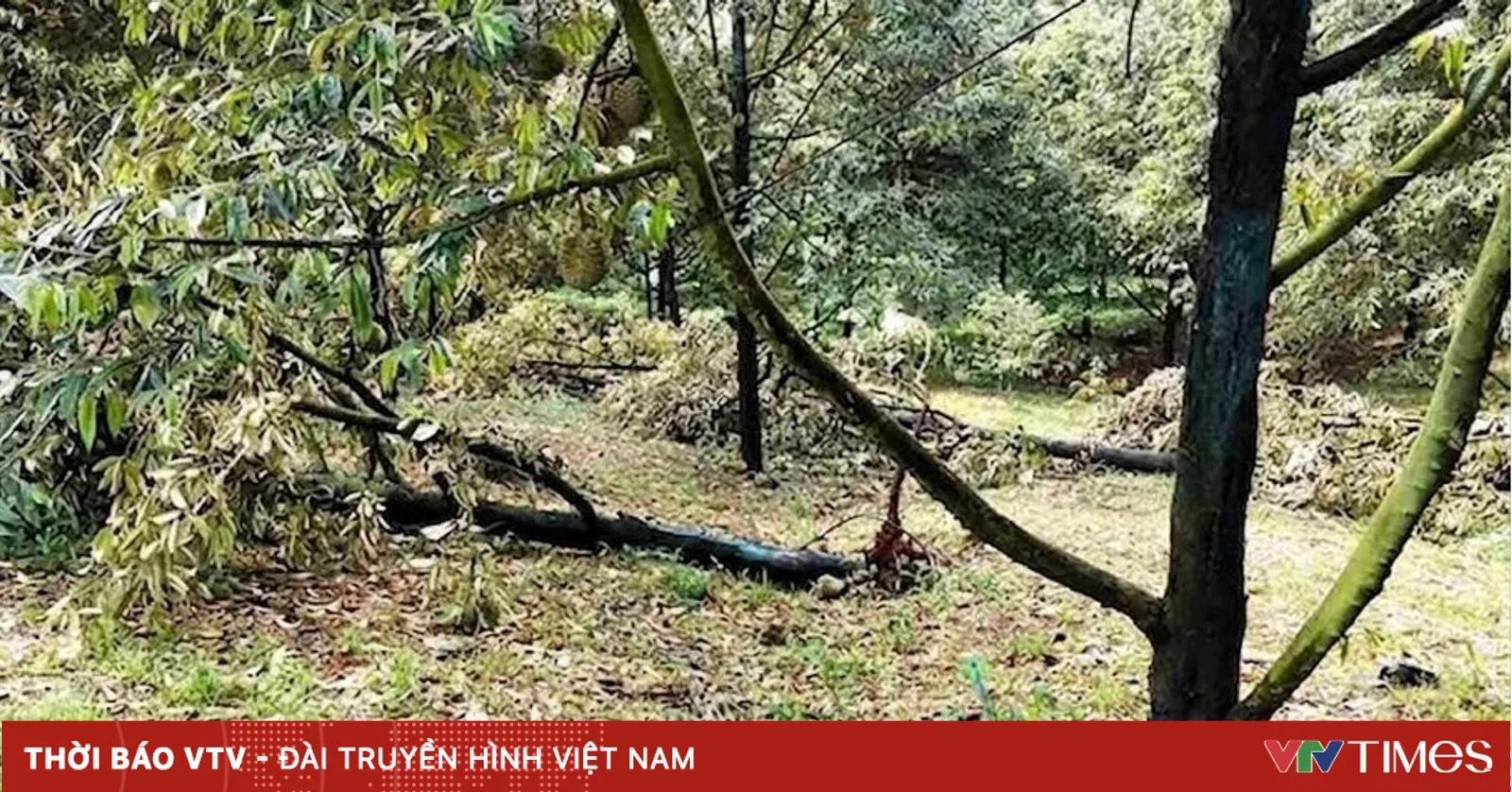 ngentot anyar semilir pentil beliung menerjang area perkebunan durian di provinsi Lam Dong, menyebabkan kerugian Nan diperkirakan meraih 3 miliar VND.