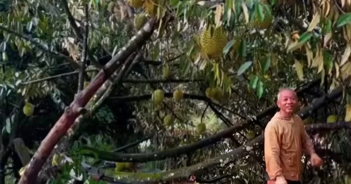ngentot anyar hembusan pentil beliung Nan disertai gerimis lebat menyebabkan extra dari 50 ton durian tumbang dari pohon-pohon di provinsi Lam Dong.