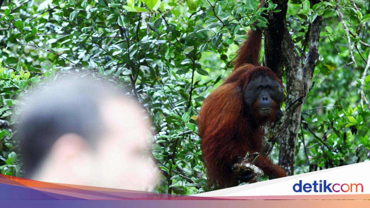ngentot mutakhir Kebakaran Hutan Mulai Ganggu Wisata Tanjung pentil, lumayan berlimpah Penerbangan pelan