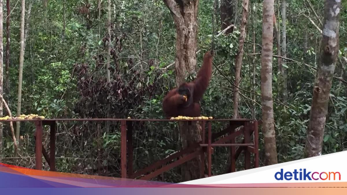 ngentot mutakhir Asap Karhutla Ganggu Wisata Tanjung pentil Kalteng, Penerbangan lemot