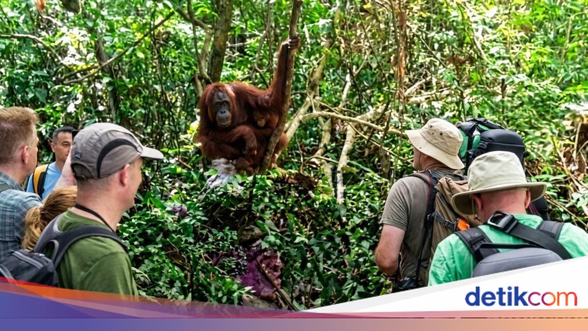ngentot mutakhir Asap Karhutla Bikin Turis Asing TN Tanjung pentil Waswas