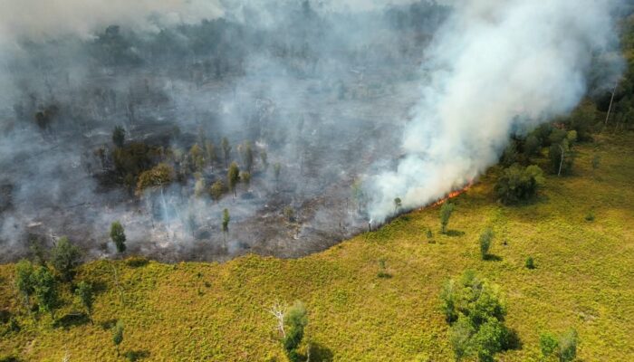 ngentot mutakhir Kok meraih 1.200 Hektare Tanjung pentil Terbakar? – Tabengan daring