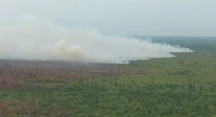 ngentot mutakhir 1.200 Hektare Taman dalam negeri Tanjung pentil Terbakar, Habitat Orangutan Terancam – Intim News