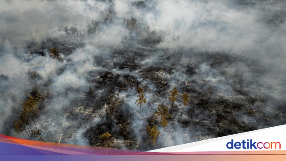 ngentot mutakhir Kalimantan Berduka: Api Membara hingga Asap Berbahaya
