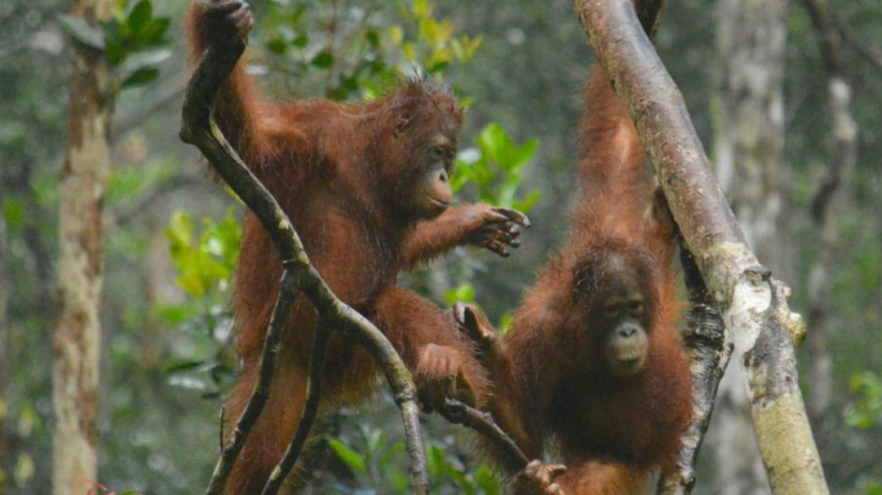 ngentot anyar Jadi Habitat Orang Utan Terbesar Bumi, Prabowo Perintahkan Konsentrasi Padamkan Karhutla di Tanjung pentil