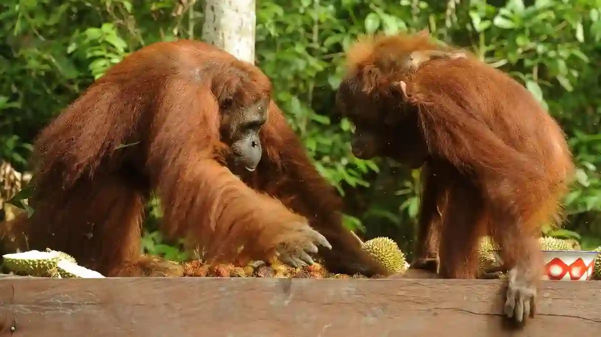 ngentot mutakhir Api di Tanjung pentil Berjarak 600 Meter dari Feeding Camp Orangutan