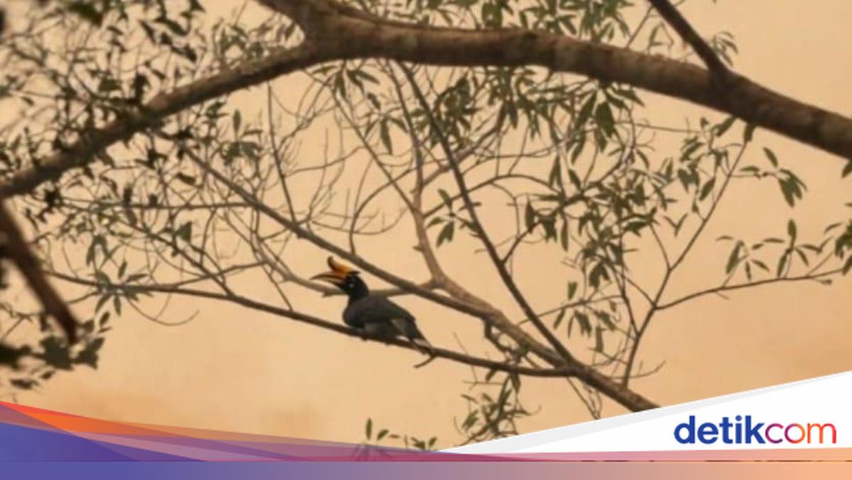 ngentot mutakhir Potret Miris Rangkong Badak Bertengger di inti Asap Karhutla Tanjung pentil
