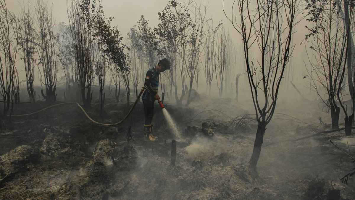 ngentot mutakhir Kewalahan terbatas sokongan, Relawan Karhutla Tanjung pentil Menyerah