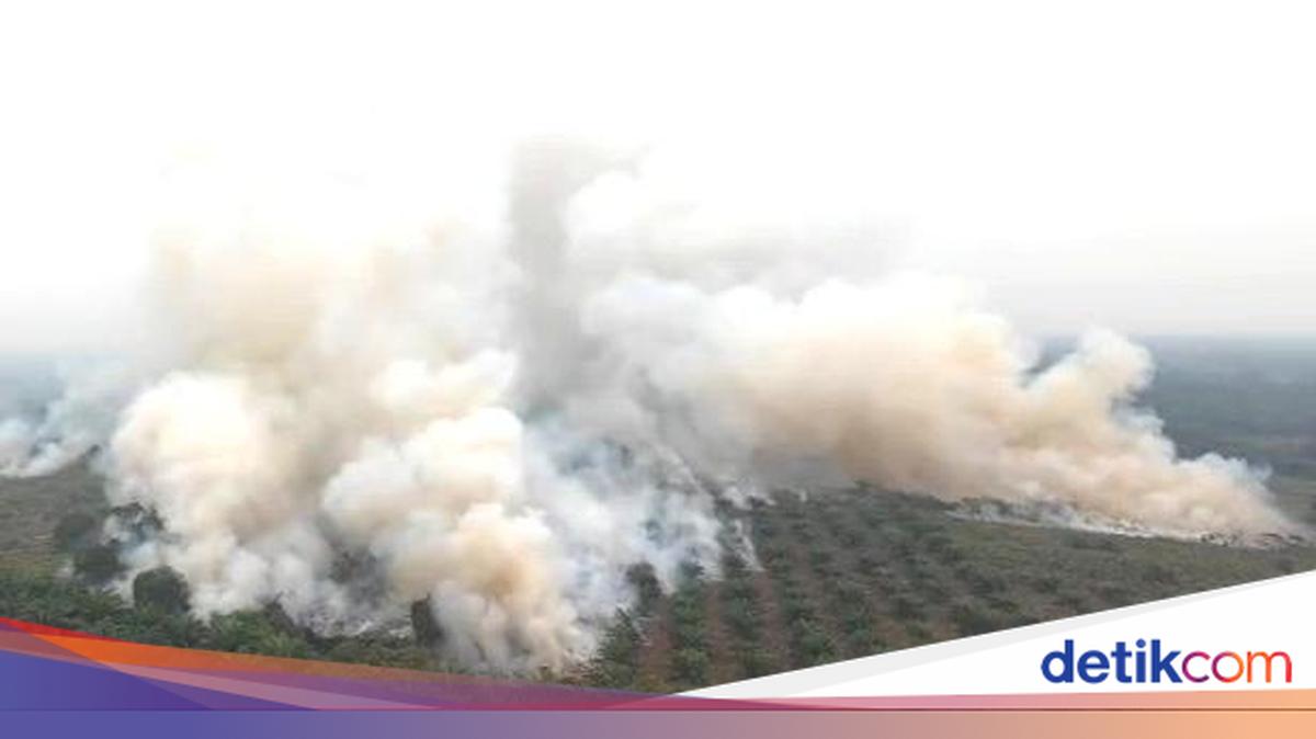 ngentot anyar 639,23 Ha Lahan Tetap Terbakar, Terluas di TN Tanjung pentil Kalteng