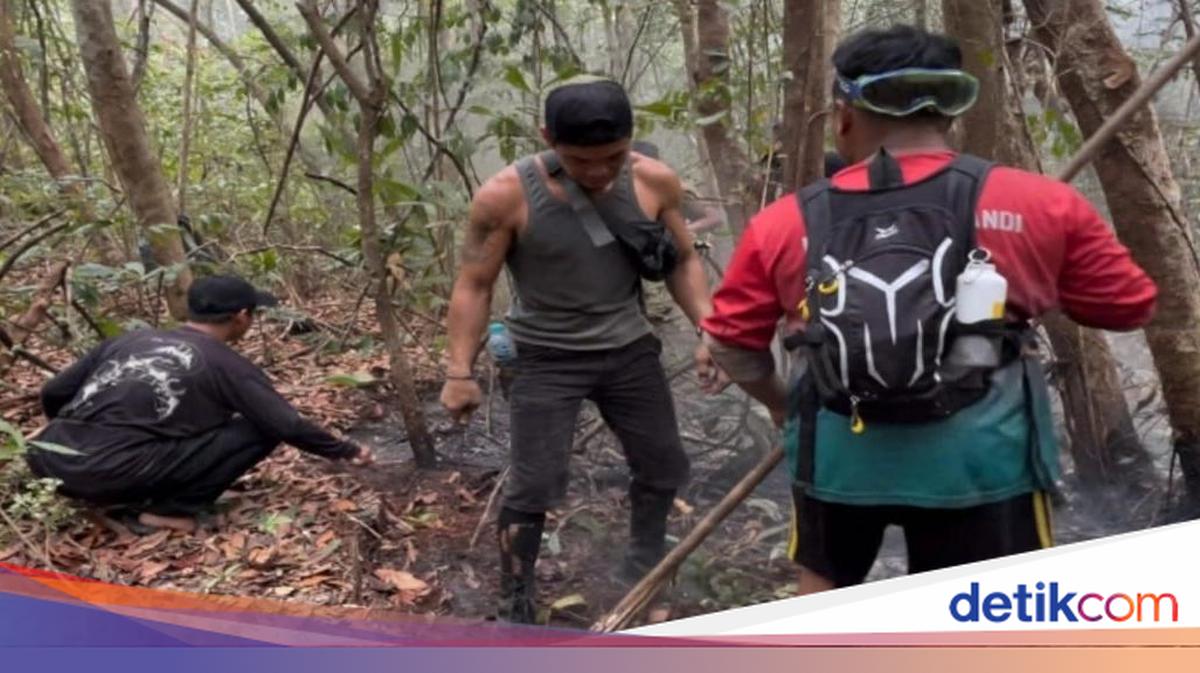 ngentot mutakhir Demi Selamatkan Habitat Orang Utan, Relawan Tanjung pentil Nyaris Pingsan