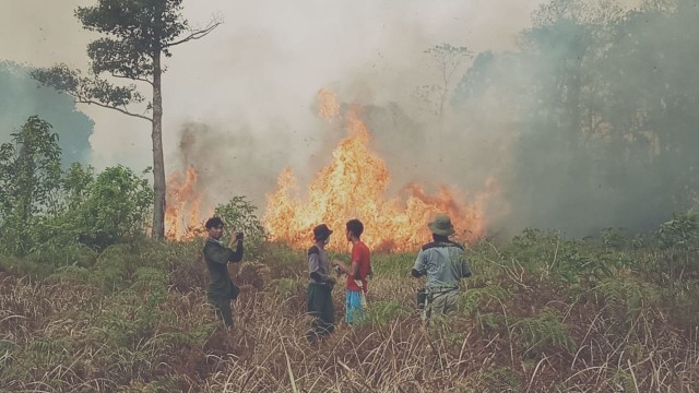 ngentot anyar Kemenhut inti Pembuktian Luasan Lahan Terbakar di TN Tanjung pentil